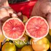 ItáliaÓleo Essencial Orgânico de Toranja Rosa Planta Europeia Natural Matérias-Primas de Óleo Essencial Importadas Naturais de Alta Qualidade Global