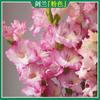 Bulbos de Gladiolo en Maceta Bulbos de Gladiolo Florales Importados Bulbos Shisan Taibao Plantas de Flor para Plantar Todo el Año