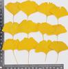 Hoja de ginkgo hoja real espécimen de planta enseñanza niños DIY hecho a mano marco de fotos marcapáginas gota de pegamento seco repujado funda para teléfono móvil