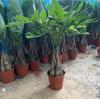 Árbol de la fortuna planta en maceta tallo grueso tamaño mediano planta de interior para la fortuna cabeza de árbol grande escritorio sala de estar planta verde planta con flor maceta