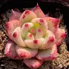 Base de planta suculenta autoproducida y autovendida al por mayor suculentas pequeñas combinación de flores plantas en maceta plantas carnosas Lithops Haworthia