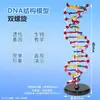 Modelo de Estrutura de Hélice Dupla de DNA do Ensino Médio 60cm Tamanho Grande com Base Par de Bases Genética Gene Equipamento de Ciência Biológica