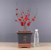 Planta de Flor en Maceta de Brote de Dulce Invierno para Uso en Interiores y Jardín, Florece Todo el Año, Flor de Ciruelo Fragante, Planta Verde de Bonsái de Tronco Viejo Resistente