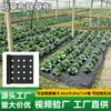 Venta caliente de fábrica transfronteriza tela para deshierbar perforada tela a prueba de hierba producción de nuevo material biodegradable permeable al agua tela ecológica de sombreado