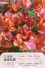 Plántulas de Buganvilia en Maceta con Flores, Plántulas Extra Grandes, Sakura Zhanghong, Interior Balcón, Floración Multitemporada, Enredadera de Alto Nivel