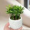 Plantas en la Oficina, Plantas de Escritorio en Maceta, Plantas para Sala de Estar a Prueba de Radiación, Purificadoras de Aire, Perennes Todo el Año