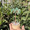 Grava de Cristal Natural Árbol de la Abundancia Interfaz USB Luz Colorida Alambre de Cobre Tejido a Mano Árbol de la Vida Regalo de Navidad