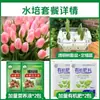 Tulipanes Hidropónicos al por Mayor 5 Grados Bulbos Grandes Resistentes al Frío para Invierno Interior/Exterior Fáciles de Cultivar para Principiantes Flores en Maceta Plantas