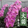 Planta de Phalaenopsis en Maceta con Vara Floral y Capullo Floral Flor Otoño e Invierno Orquídea para Sala de Estar Plántula Grande Planta de Interior Fácil de Mantener en Todas las Estaciones