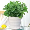 La menta en maceta es una planta de interior fácil de cuidar con hojas frescas comestibles. Las plántulas de romero y menta también son adecuadas como plantas en maceta repelentes de mosquitos.