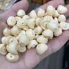 Lingote de fruta marfim DIY Acessórios Wenwan Acessórios para pulseira de contas de Buda Joias artesanais Pulseira trançada Lingote de ouro