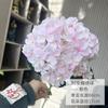 Hortensia Anna individual de alta calidad, flor de simulación, hortensia floral de impresión 3D, decoración, accesorios para fotografía, arreglo floral para boda, paisaje