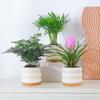 Planta de Bonsái Plantas de Interior Árbol del Dinero Flores de Escritorio Bambú Ciprés Fácil Cuidado Bonsái Pequeño Helecho Espárrago