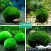 Acuario plantas acuáticas botella ecológica viva decoración de paisaje de acuario nivel de entrada algas verdes al por mayor 4-5 cm