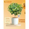 Plántulas de Osmanthus Florales en Maceta Todo el Año Osmanthus Agosto Osmanthus de Interior Fácil de Cultivar Comestible Balcón Patio Plantas Muy Aromáticas