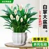 Maceta Grande de Planta de Palma Blanca de una Pieza para Dropshipping, un Símbolo de Buena Fortuna, Planta en Maceta con Flores, Planta Hidropónica, Planta con Flores, Planta Verde para Interior de Oficina