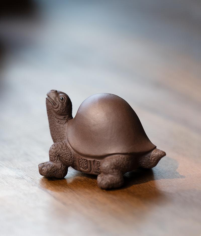 将军龟20210806 (3).jpg