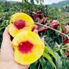 Una Pieza de Plántulas de Durazno Amarillo Huangting para Plantar en los Patios Norte y Sur, Plantas en Maceta para Plantar en Todas las Estaciones, Plántulas de Árbol de Durazno Frutal Injertado