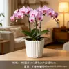 Bule de Porcelana Branca Dehua Vaso para Suculentas Branco Puro Moderno Jardinagem Doméstica Cerâmica Pequeno Vaso Transfronteiriço Simples Vaso para Plantio de Suculentas