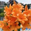 Bulbos de Lírio Perfume Importado Lírio em Vaso Flores Duplas Plantas de Flores de Interior Tulipas Florescendo em Todas as Estações