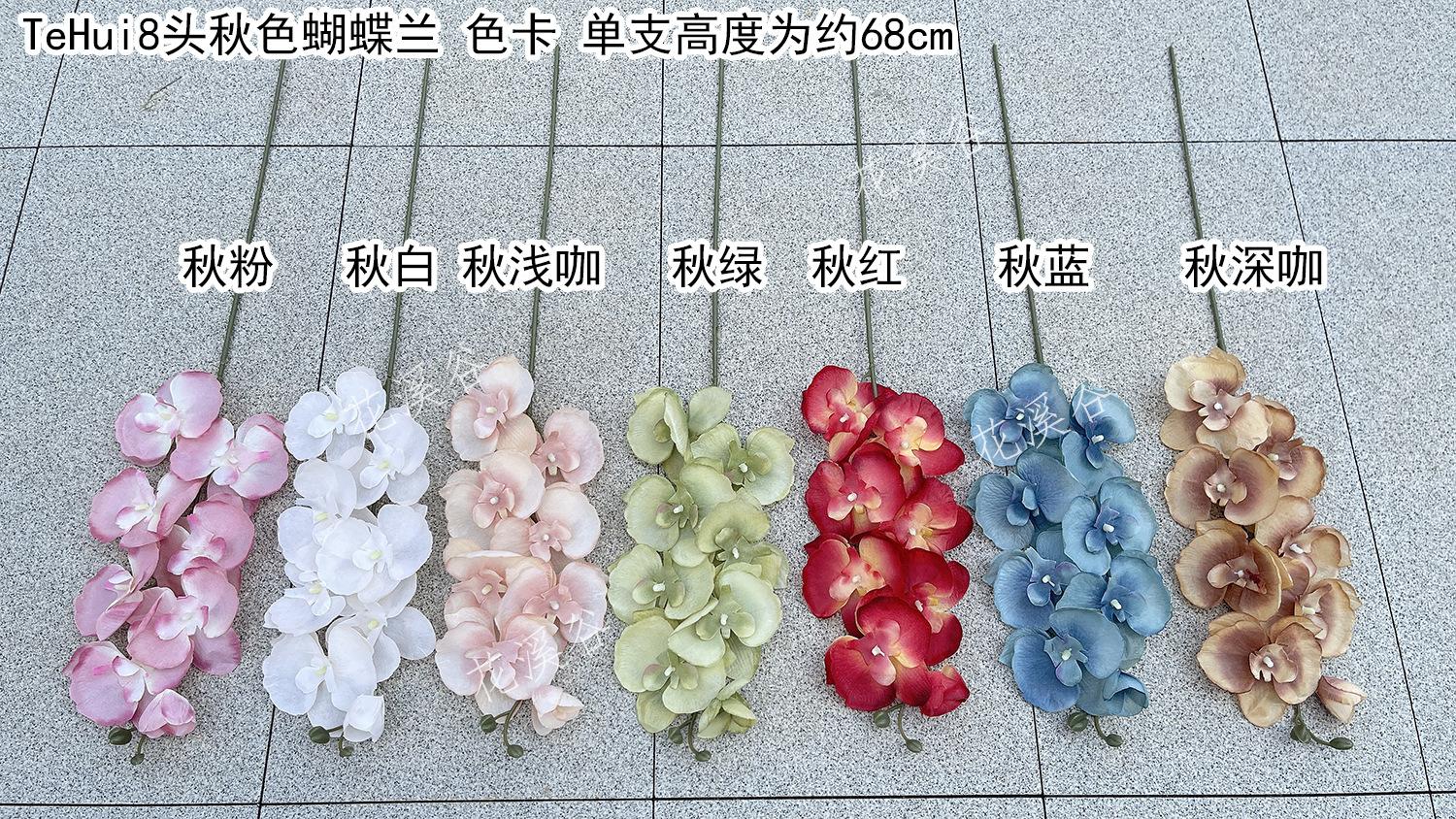 TeHui8头秋色蝴蝶兰 色卡 花溪谷.jpg