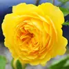 Dropshipping Sucos Varanda Mudas de Rosa Rosas Florindo Flores em Vasos Plantas Trepadeiras Cipós Rosa Plantas Verdes