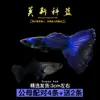 Guppies de Raça Pura, Peixes Ornamentais de Água Doce Pequenos, Peixes Tropicais Fáceis de Criar, Peixes Vivos, Peixes Limpadores, Kinguios Zebra, Peixes Pequenos, Alevinos