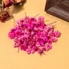 Flores secas ensacadas de 5-8mm, cabeças de flor estrela pequenas naturais sem caules, acessórios para joias DIY, materiais de preenchimento decorativos