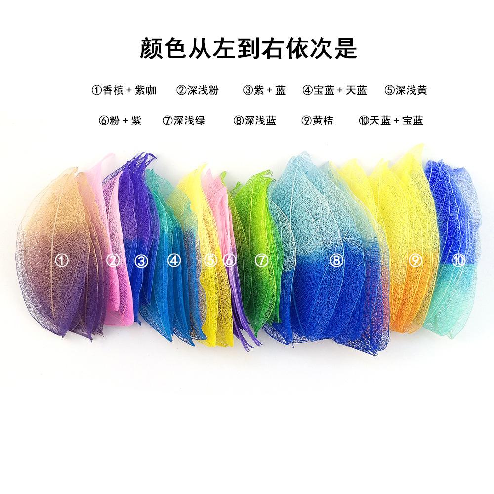 双色金刚叶7-2.jpg