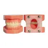 Modelo Dental de Diente, Modelo de Demostración de Corrección de Maloclusión, Molde de Enseñanza de Corrección de Modelo de Bracket Adhesivo para Práctica Odontológica