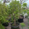 Dropshipping Flor Espejo Planta Árbol de Cera de Sichuan y Yunnan Ligustrum Oro Brillante Ciprés Azul Hielo Serie Piruleta Planta en Maceta Estilo Jardín
