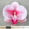 Cabeza de Flor de Orquídea Phalaenopsis Artificial Accesorio para el Cabello Hanfu Material Floral Hecho a Mano Accesorio de Flor Artificial Flor Eterna Flor de Seda