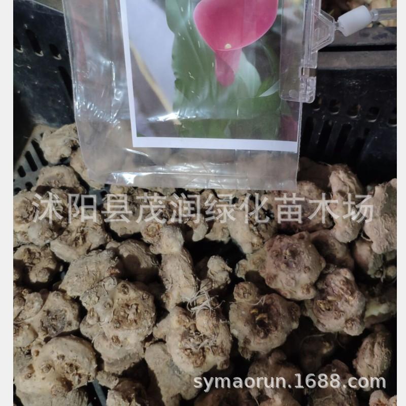 马蹄莲种球01