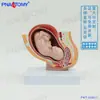 Modelo de Anatomía de Desarrollo Fetal de Embrión de Embarazo Pélvico Femenino Pequeño, Exhibición de Planificación Familiar Ginecológica, Espécimen Uterino, Materiales Didácticos