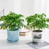 La Planta en Maceta Árbol de la Felicidad es Fácil de Mantener en la Oficina, una Planta Verde para Escritorios que es de Hoja Perenne Todo el Año, Purifica el Aire y Absorbe Formaldehído