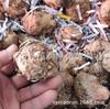 Lirios de Cala Coloridos al por Mayor, Bulbos de Lirio de Cala, Bolas Grandes, Muchos Coloridos, Alta Supervivencia, Bulbos de Plantas en Maceta Grandes, Grandes Descuentos