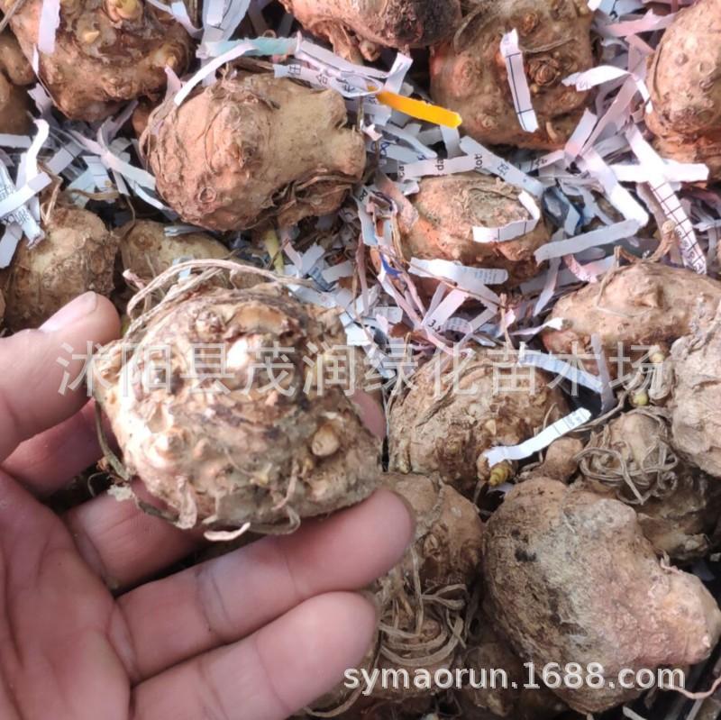 马蹄莲种球09