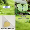 Especímenes de Mariposas Reales para Práctica, Mariposas Originales con Alas Sin Abrir, Materiales DIY para Espécimenes de Insectos, Mariposas Monarca, Insectos Originales, Mariposas Cola de Golondrina