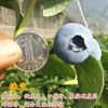 Plántulas de Arándanos con Macetas de Fruta, Plántulas de Fruta para Balcón Plantadas en el Suelo, Siembra en el Sur y el Norte, Plántulas de Arándanos que Dan Fruto en el Mismo Año