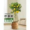 Planta de Limoeiro em Vaso com Frutos, Planta Verde Comestível, Grande para Sala de Estar Interna Varanda, Planta de Floração Quatro Estações, Fácil de Manter