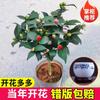 Dropshipping Plántulas de Camelia Xiangfei Plantas de Camelia en Maceta Florecen en Todas las Estaciones y Son Buenas para Alimentar Interiores Sala de Estar Balcón Exterior