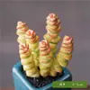 Planta Suculenta de Balcón en Maceta Premium Rosa Huevo de Durazno Montaña Rosa Planta Verde de Interior para Escritorio Jade Nevado Rocío de Jade