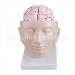 头解剖附脑动脉模型,头部脑动脉教学模型,头部解剖附脑动脉模型