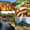 Jardín de piedra de cera amarilla natural, patio, paisaje de piedra, rocalla, paisajismo de estanque de peces, piedra de revestimiento, jardín salpicado de piedra amarilla