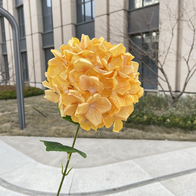 单头卷边大绣球-sxjjlx-黄色.JPG