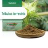 Saponinas totais de Tribulus terrestris 40 ~ 90% fabricantes spot 1kg podem coletar amostras de extrato de Tribulus terrestris solúvel em água