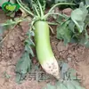 Semillas de Rábano Verde Hacia Arriba, Campos Agrícolas de Verduras, Crujientes y Jugosos, Con Forma de Codo, Semillas de Rábano Crujientes y Dulces, Siembra Mixta para Comercialización