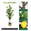 Planta de Maceta de Limonero Artificial Transfronterizo, Planta Verde Artificial Grande para Interiores, Árbol Falso, Adorno Decorativo de Piso para Sala de Estar