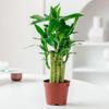 Enfeites de Bambu da Sorte, Bambu da Sorte e Planta da Prosperidade em Vasos, Fácil de Cuidar, Adequado para Hidroponia, Sempre Verde o Ano Todo, Bambu Fácil de Cultivar, Plantas Verdes de Interior para Mesas de Escritório