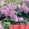 Plántulas de rosa, enredaderas trepadoras, plantas de floración de cuatro estaciones, enredadera, rosa, flor en maceta, flor extra grande, exterior, balcón, plantas verdes